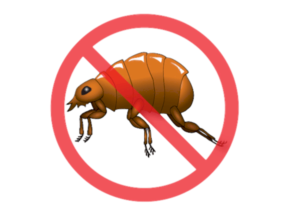 Evde Pire İlaçlama Nasıl Yapılır?