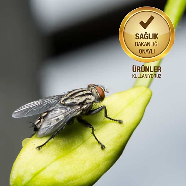 Karasinekler Ve Kent Yaşamındaki Önemleri