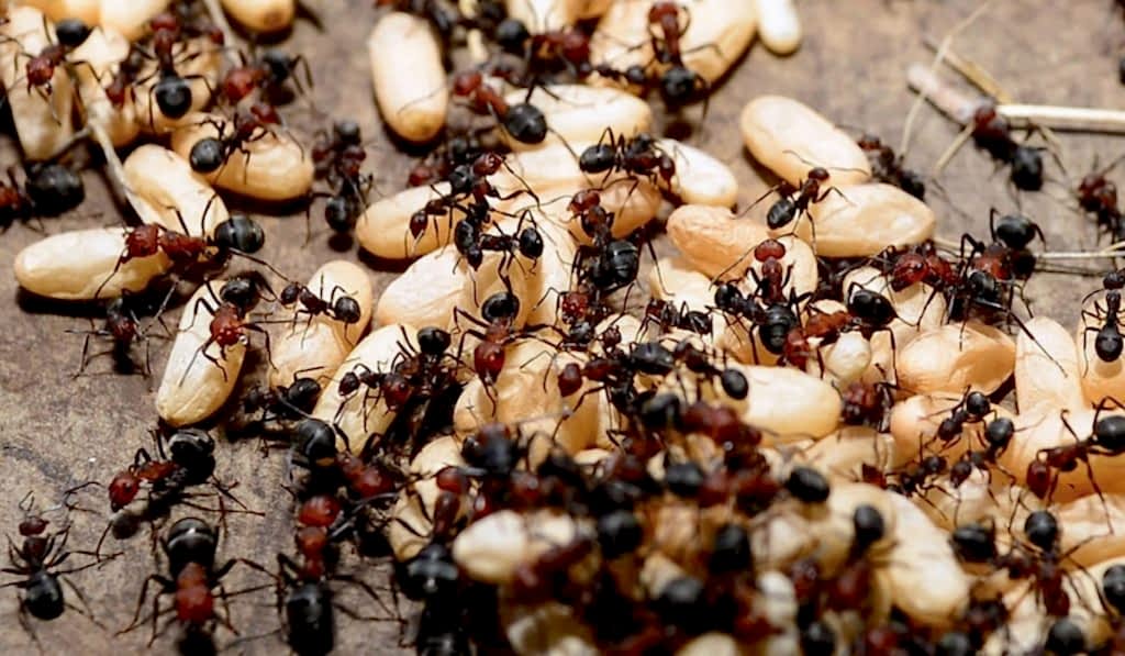 Karıncalar Koloni Halinde Yaşar!