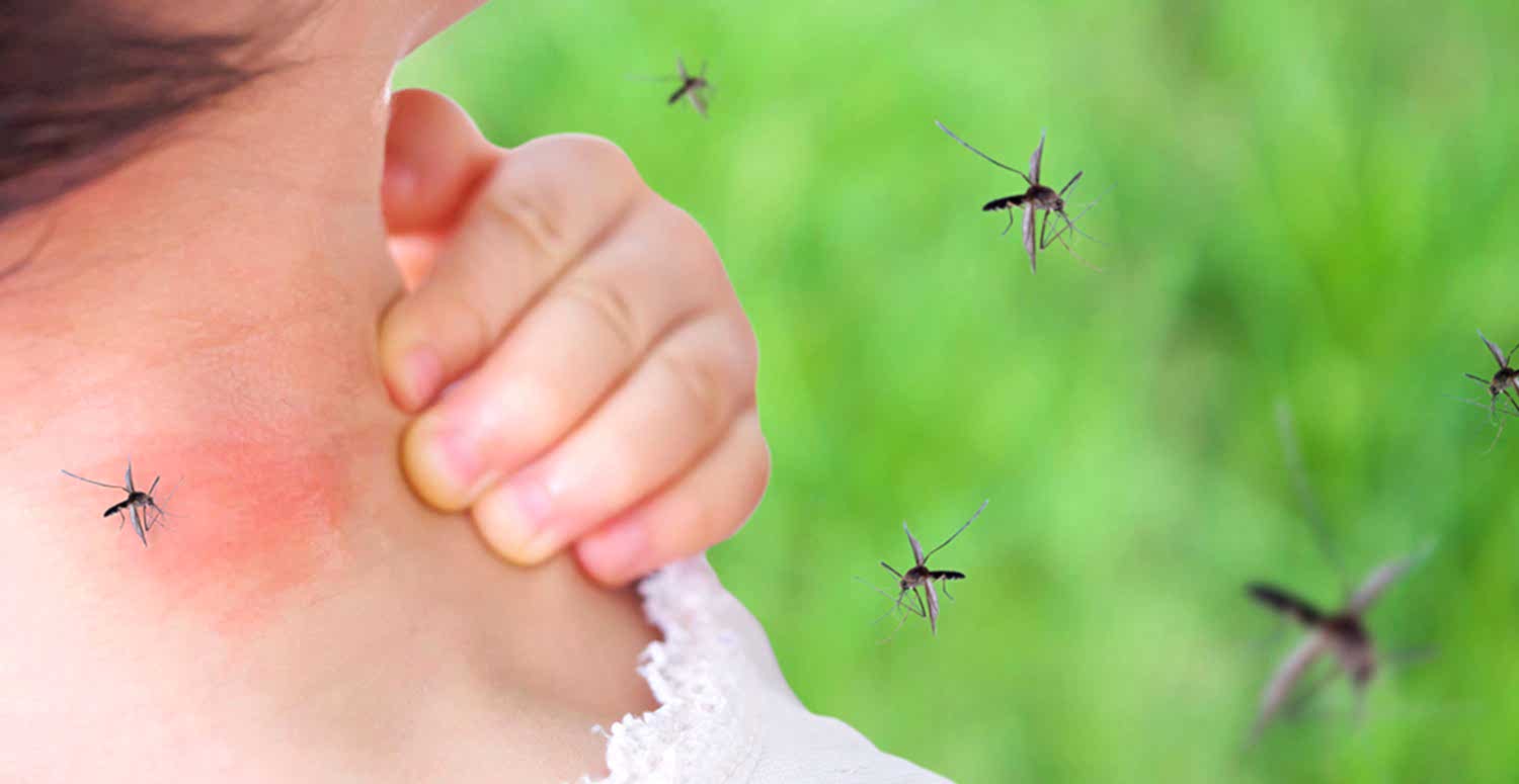 Sivrisinek Mücadelesi