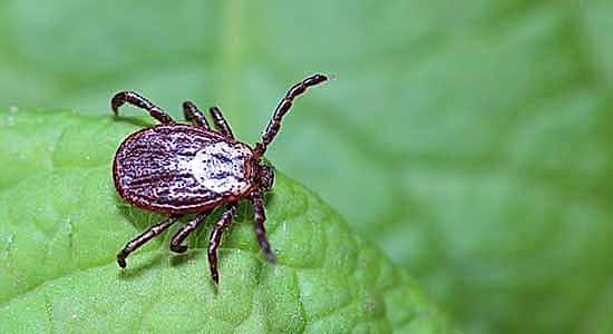 Adana Kene İlaçlama