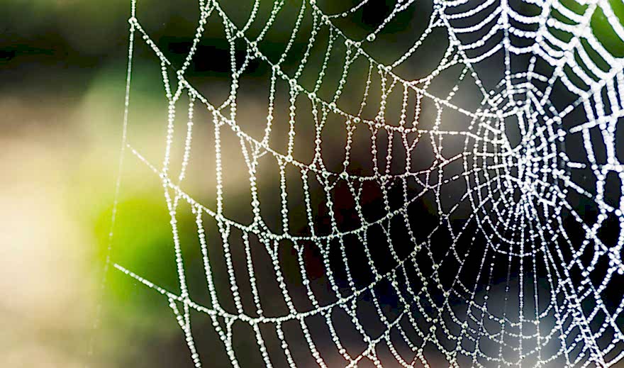 Hamam Böceği İlaçlama Nasıl Yapılır