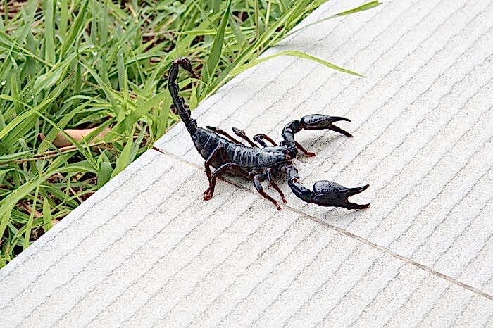 Adana Akrep İlaçlama Nasıl Yapılır