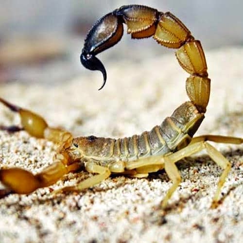 Akrep, Uyuz Böceği, Bahçe İlaçlama