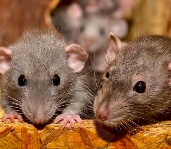 Adana Fare İlaçlama Ücretleri