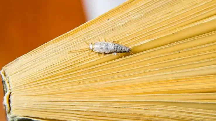 Adana Gümüş Böceği İlaçlanması