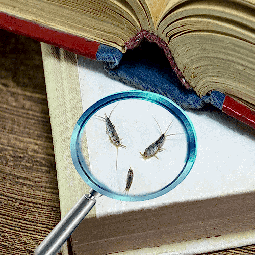 Gümüş Böceği İlaçlama