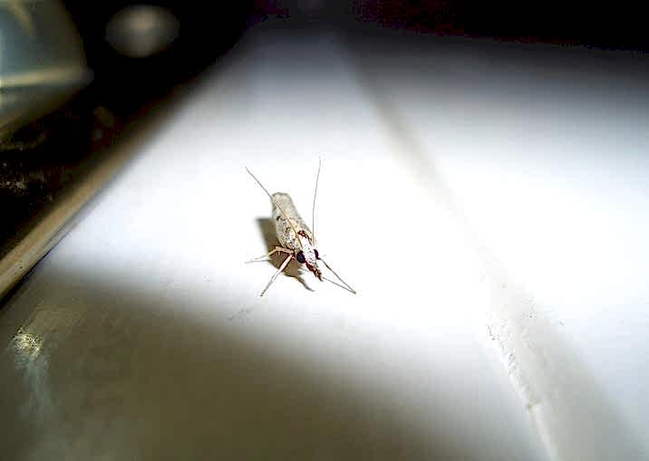 Adana Güve İlaçlama