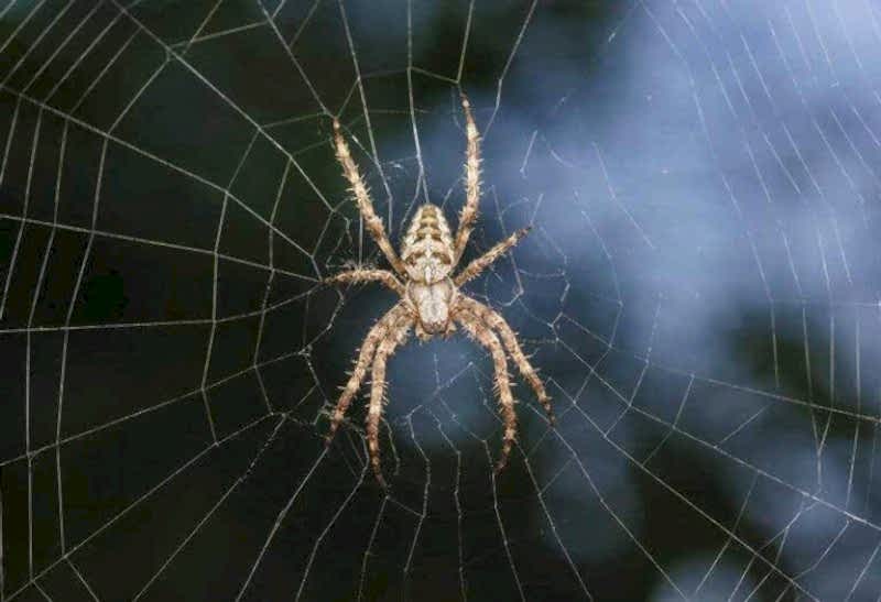 Örümcek İlaçlama Nasıl Yapılır