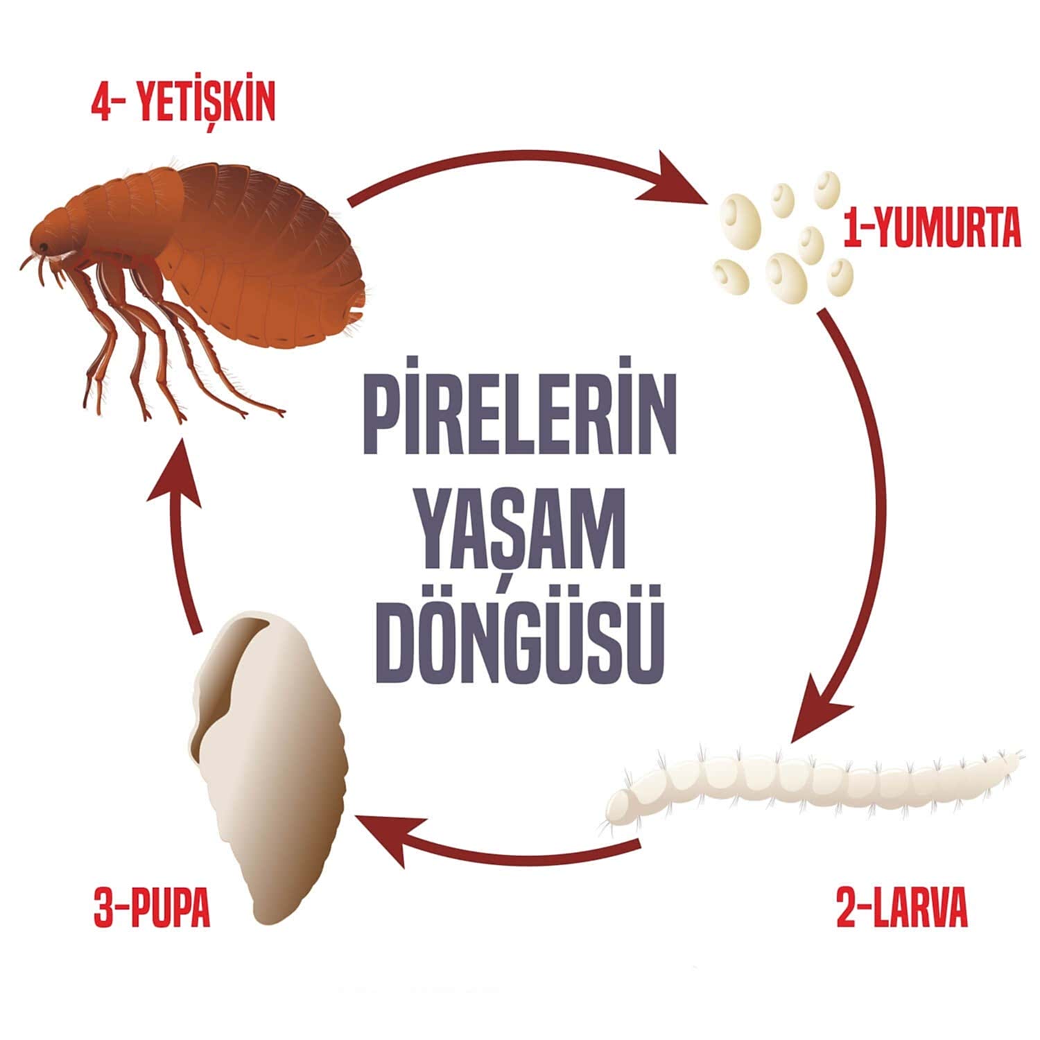 Pire Nasıl İlaçlanır